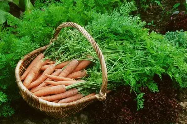 Carottes BIO cueillies chez Cultures POP