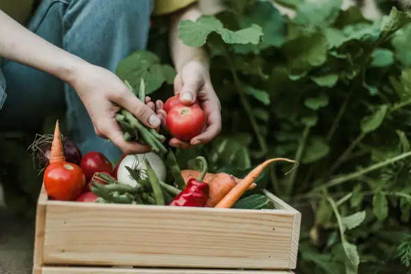 Un autre panier de légumes bio Cultures POP