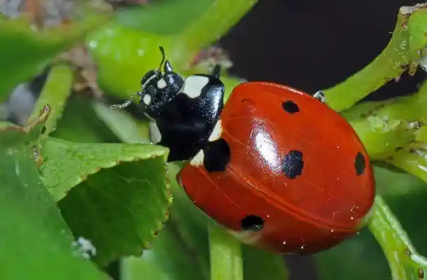 Coccinelle en gros plan