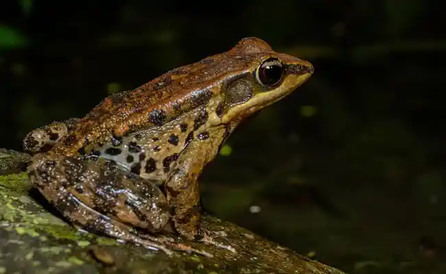 Une grenouille agile au bord d'une petite mare de la ferme maraîchère de Culture POP