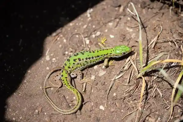 Lézard, une partie importante de la microfaune à la ferme maraîchère de Culture POP