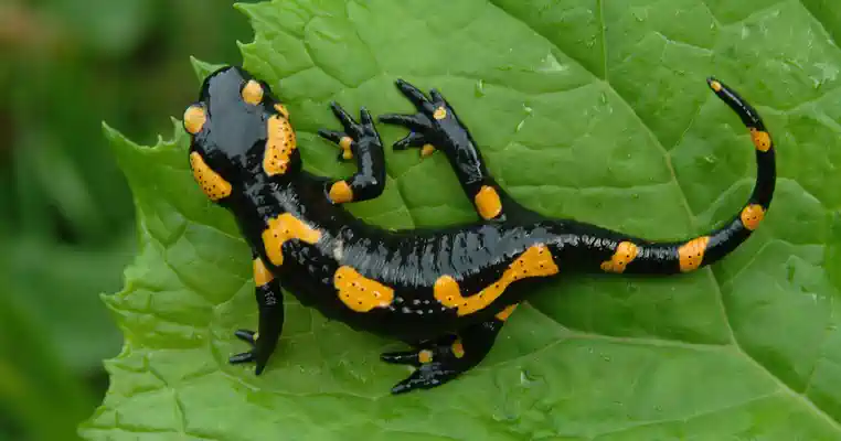 Salamandre tachetée sur une feuille à la ferme maraîchère de Culture POP