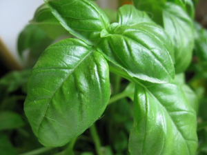 Basilic-image