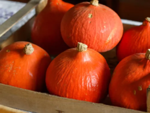 Courge potimarron-image