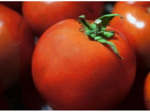 Tomates-image