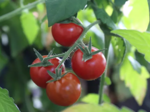 Tomates cerise-image